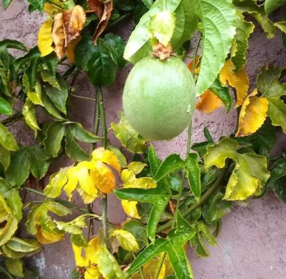 Villa Nathalie Marrakech