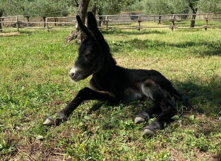 Podere Del Boscaccio