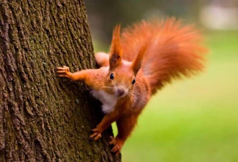 Zen Bungalow No 4 Met Sauna En Hottub