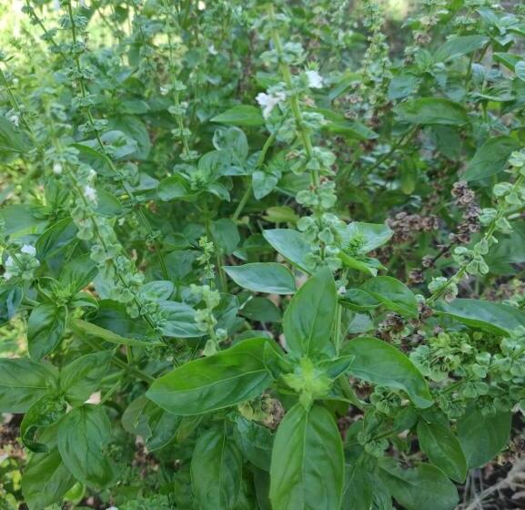 ホテル Agriturismo Passione Natura