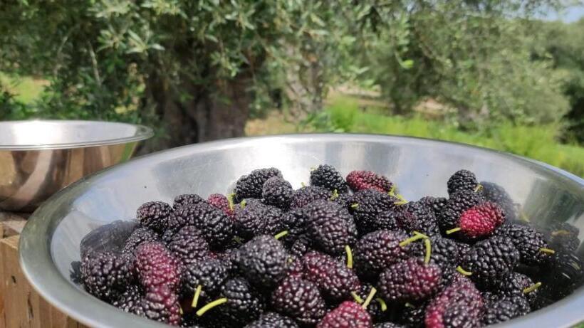 ホテル Agriturismo Passione Natura