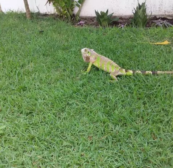 Majatalo Suíte Das Flores Em Guajiru