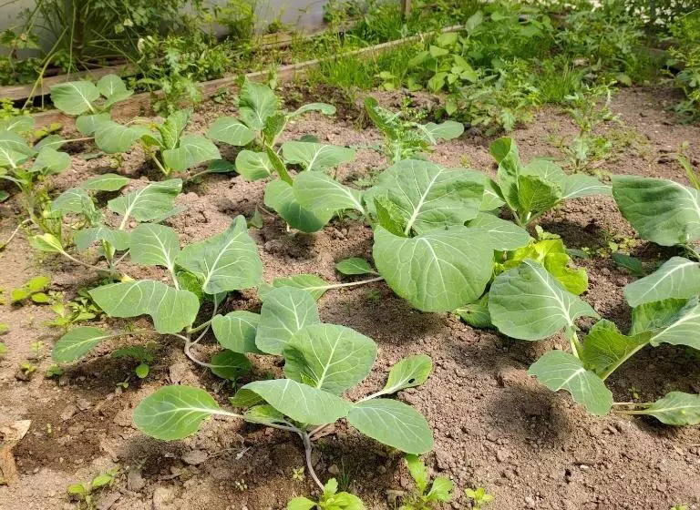 Crals   Casa Da Guilheta
