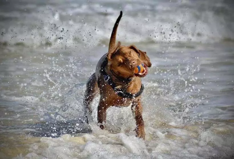 4thedome  Luxury Ground Floor Apartment By The Sea