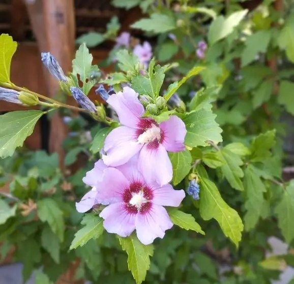 életvirág Rezidencia és Vendéglak