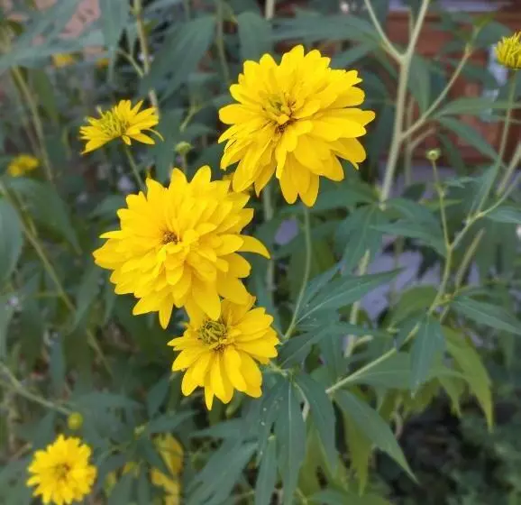 életvirág Rezidencia és Vendéglak