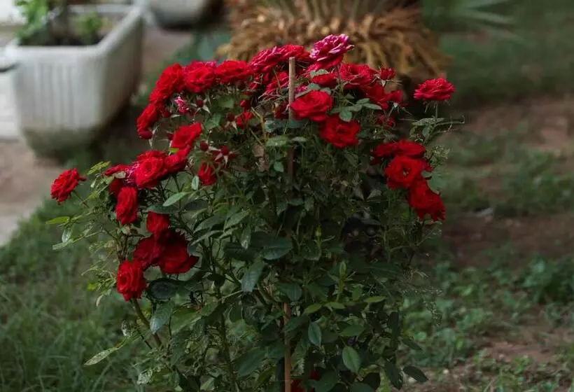 Serendipity La Terrazza House