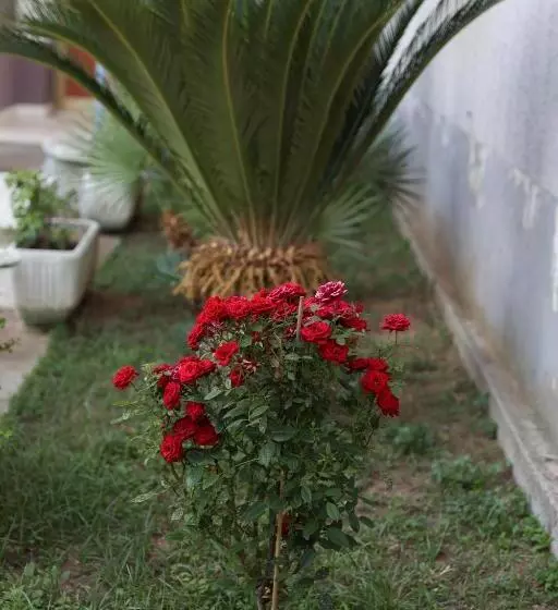 Serendipity La Terrazza House