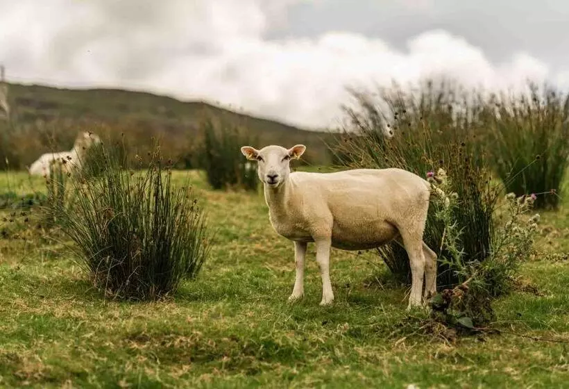 Oaklane Glamping Cabins