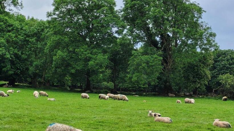 Oaklane Glamping Cabins