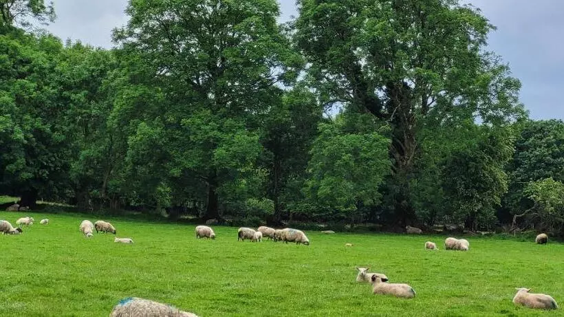 Oaklane Glamping Cabins
