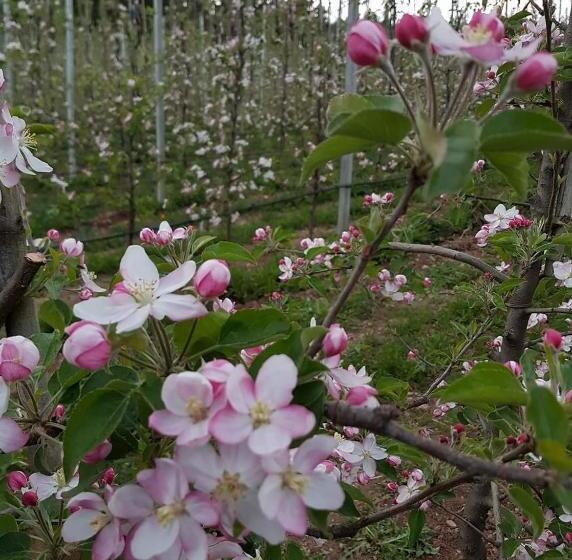 Hotel Agritur Coryletum