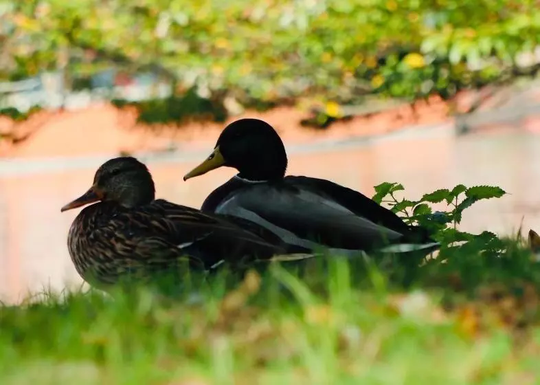 ベッドアンドブレックファースト A Casa Di Grace