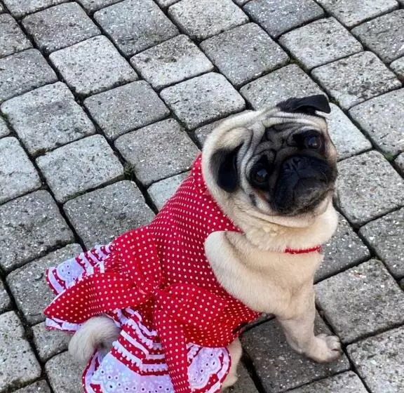 Aamiaismajoitus (B&B) Rose Garden Mezzanine