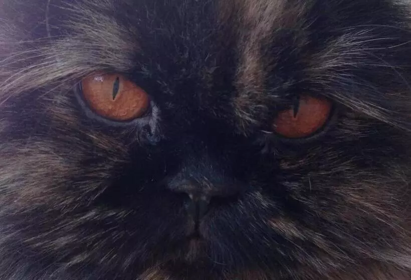 Aamiaismajoitus (B&B) Rose Garden Mezzanine