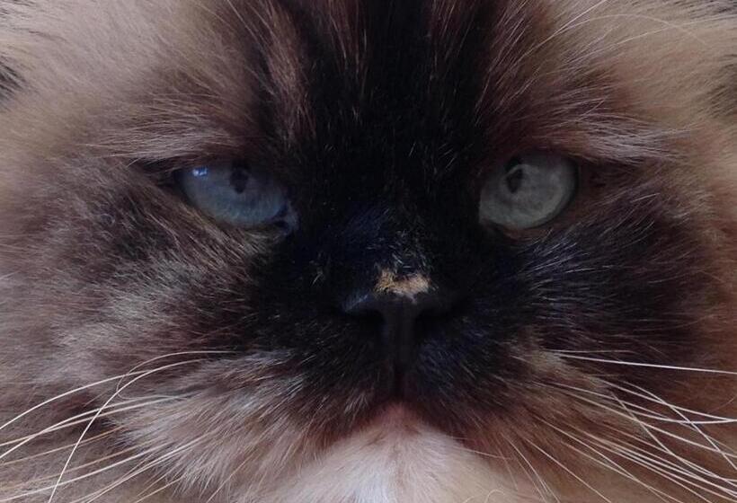 ベッドアンドブレックファースト Rose Garden Mezzanine