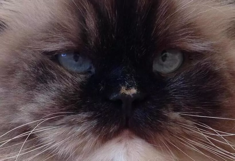 Aamiaismajoitus (B&B) Rose Garden Mezzanine