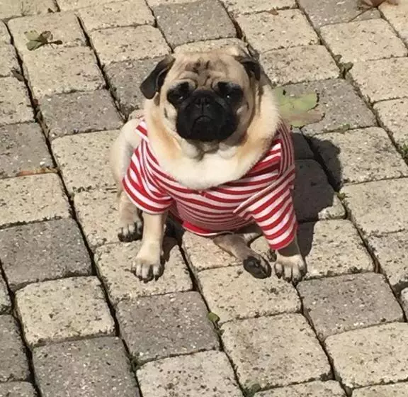 Aamiaismajoitus (B&B) Rose Garden Mezzanine