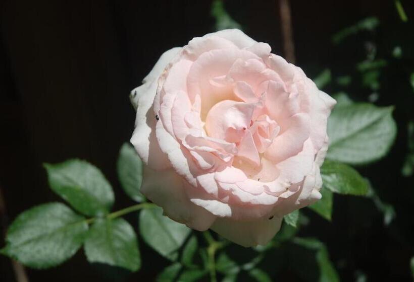 ベッドアンドブレックファースト Rose Garden Mezzanine