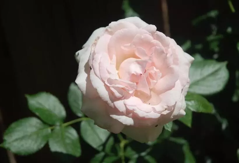 Aamiaismajoitus (B&B) Rose Garden Mezzanine