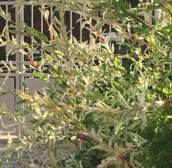 Aamiaismajoitus (B&B) Rose Garden Mezzanine