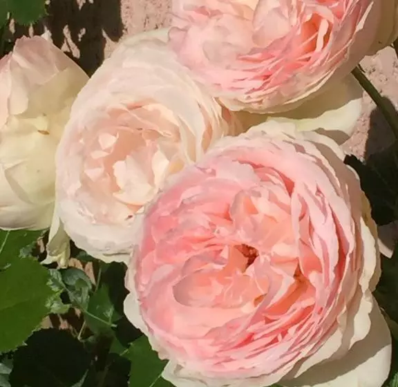 Aamiaismajoitus (B&B) Rose Garden Mezzanine