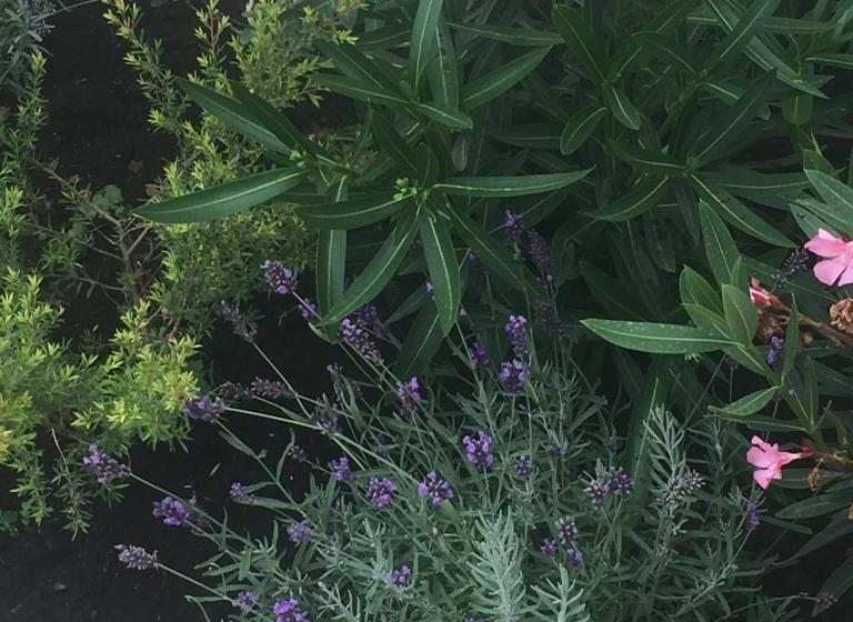 ベッドアンドブレックファースト Rose Garden Mezzanine