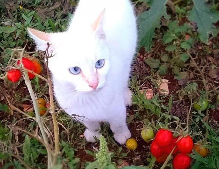 تختخواب و صبحانه Trulli Panoramici