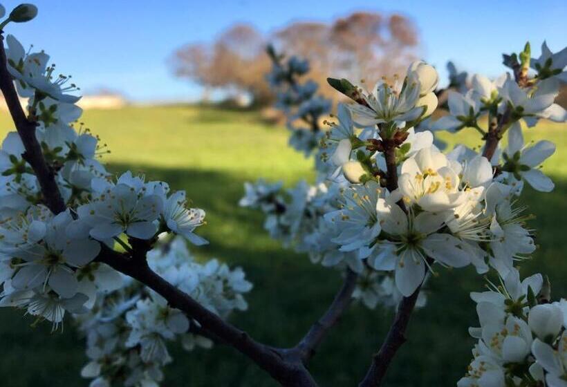 تختخواب و صبحانه Trulli Panoramici