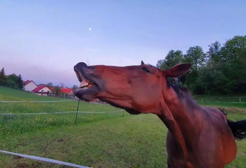 Black Forest Schwarzwaldperle