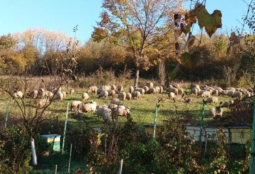 ペンション Colț De Rai Camera De Inchiriat