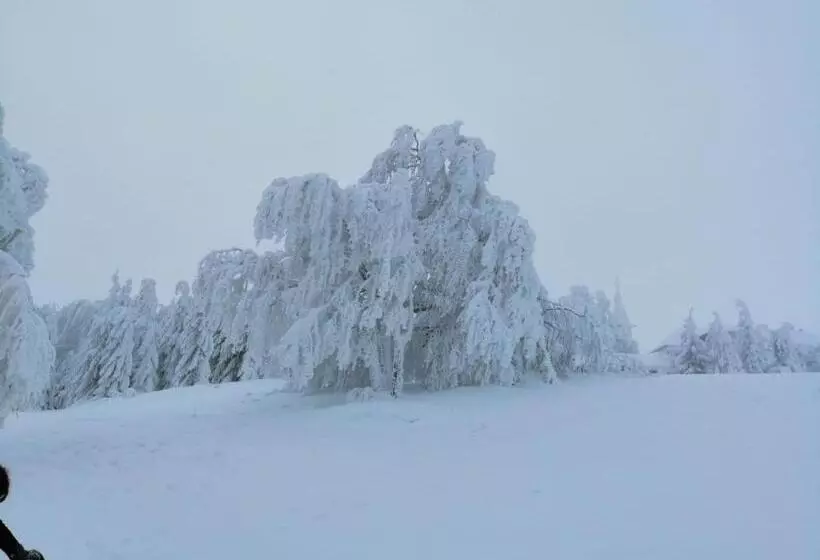 ペンション Colț De Rai Camera De Inchiriat