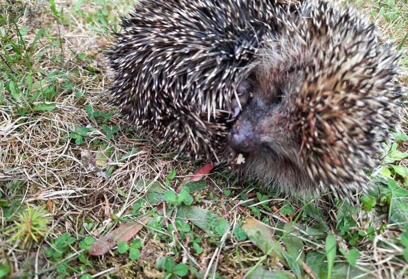 Lusi Holiday, смолянски езера