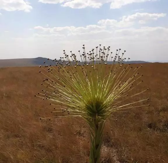 ユースホステル Pousada Serra Da Canastra
