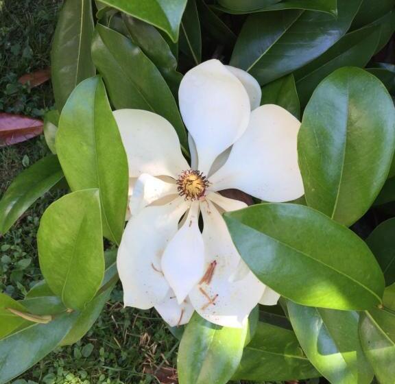 B&b La Villa Mediterranea