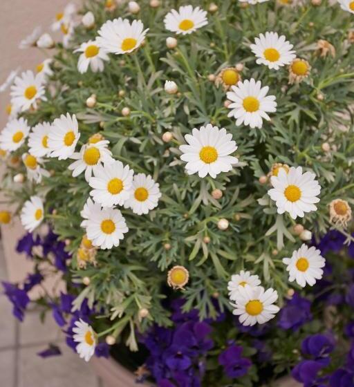 B&b Al Sogno Di Laura