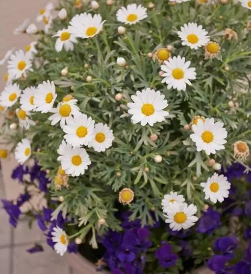 B&b Al Sogno Di Laura