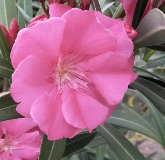 ベッドアンドブレックファースト Cnunk Bungalow