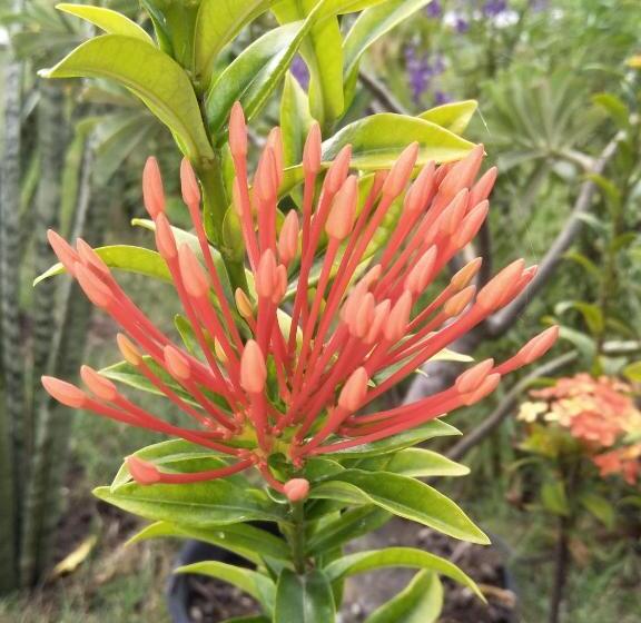 Bed and Breakfast Cnunk Bungalow