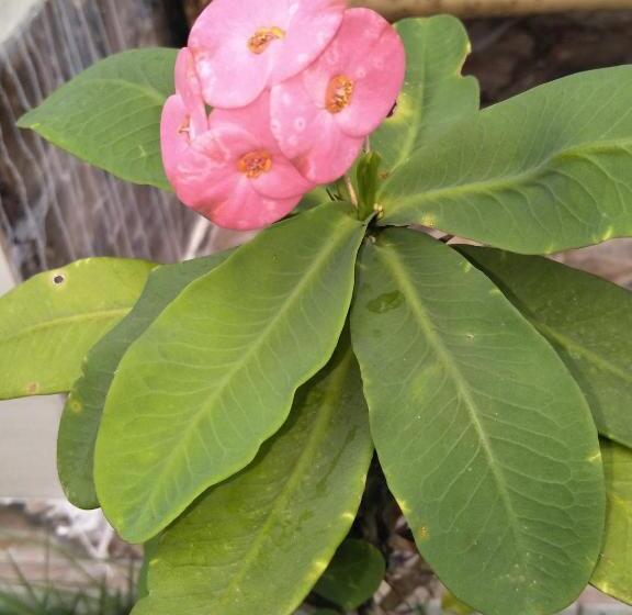 Bed and Breakfast Cnunk Bungalow