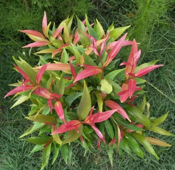 ベッドアンドブレックファースト Cnunk Bungalow