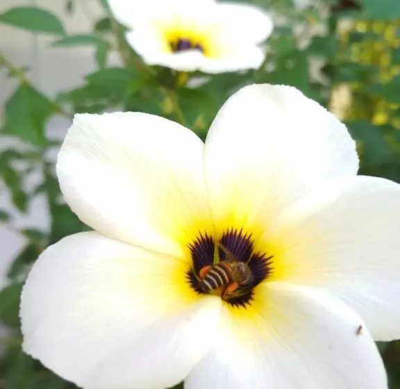 ベッドアンドブレックファースト Cnunk Bungalow