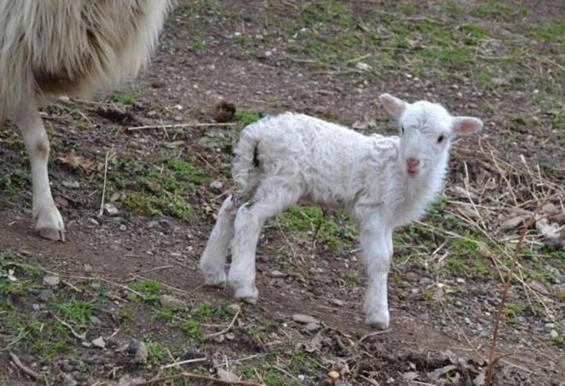 住宿加早餐  Ferme U San Martinu