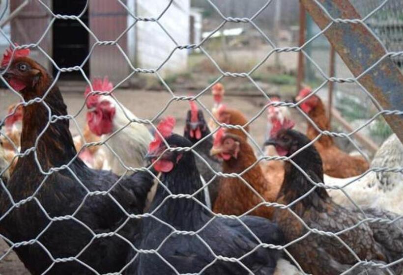 住宿加早餐  Ferme U San Martinu