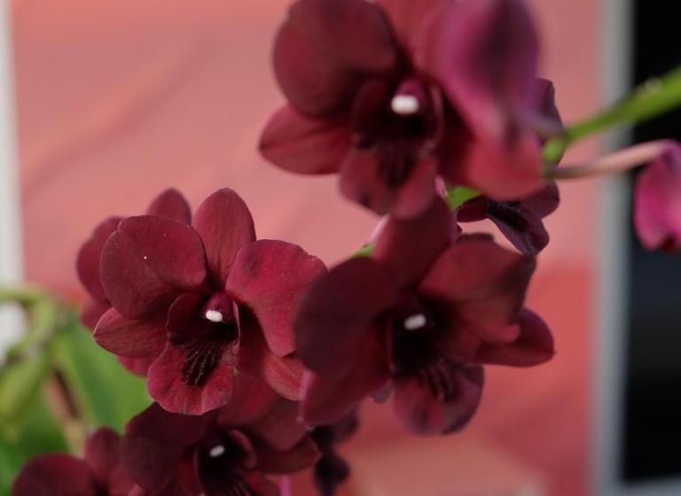 Boathouse Resort Suanphung