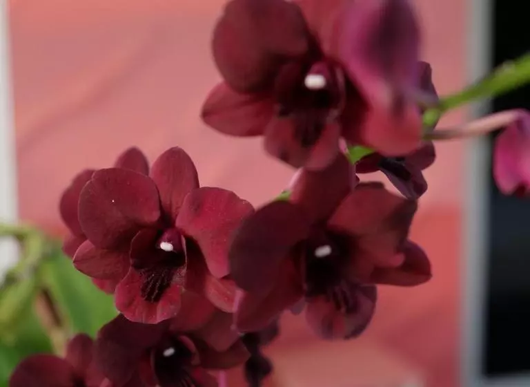 Boathouse Resort Suanphung