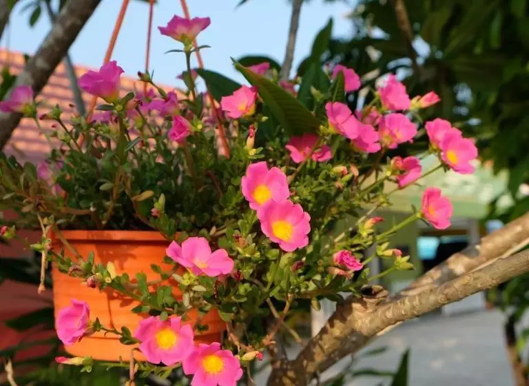 Boathouse Resort Suanphung