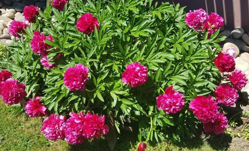 Pensão Penzion Daniela