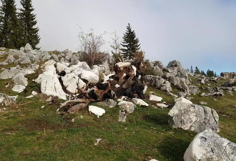 Pensiunea Casa Zarnesteana