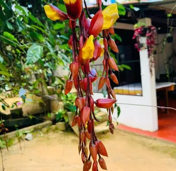 هاستل Little Cottage